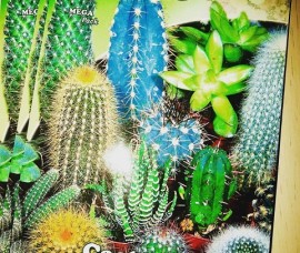 Seminte Cactus